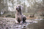 liegender Weimaraner