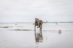 laufender Weimaraner