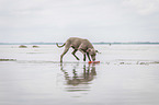 laufender Weimaraner