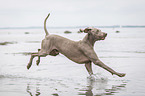 rennender Weimaraner