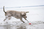 rennender Weimaraner