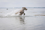 rennender Weimaraner