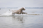 rennender Weimaraner
