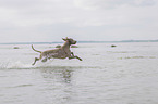 rennender Weimaraner