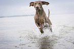 rennender Weimaraner