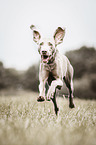 rennender Weimaraner