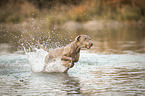 rennender Weimaraner