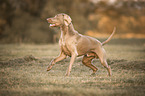 Weimaraner