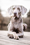 Weimaraner Rde