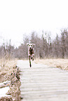 Weimaraner Rde