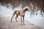 Weimaraner Rde