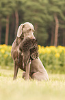 Weimaraner Hndin