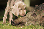 Weimaraner Welpe