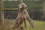 Weimaraner Hndin