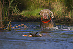 Weimaraner Hndin