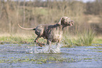 Weimaraner