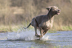 Weimaraner