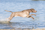 Weimaraner am Wasser