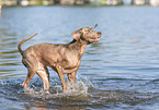 Weimaraner am Wasser