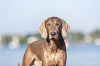 Weimaraner am Wasser