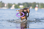 Weimaraner am Wasser