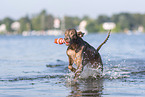 Weimaraner am Wasser