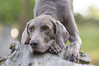 Weimaraner Rde