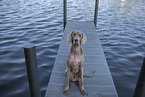 Weimaraner am Wasser