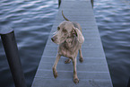 Weimaraner am Wasser