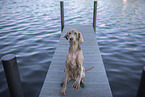 Weimaraner am Wasser