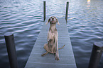 Weimaraner am Wasser