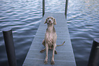 Weimaraner am Wasser