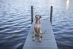 Weimaraner am Wasser