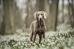 Weimaraner Hndin