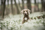 Weimaraner Hndin