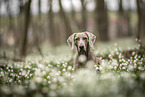 Weimaraner Hndin