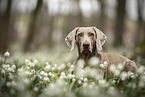 Weimaraner Hndin