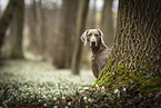 Weimaraner Hndin