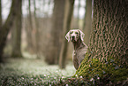 Weimaraner Hndin