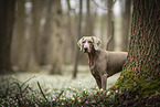 Weimaraner Hndin