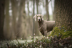 Weimaraner Hndin