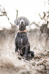 Weimaraner Rde