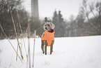 Weimaraner Rde