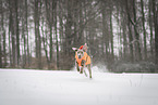 Weimaraner Rde