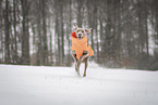 Weimaraner Rde