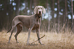 Weimaraner im Herbst