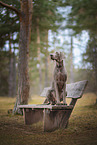 Weimaraner im Herbst