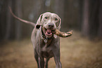 Weimaraner im Herbst