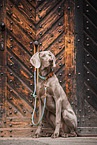 sitzender Weimaraner