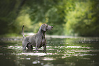 ausgewachsener Weimaraner